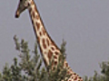 News African Region Restoring Giraffe Population | BahVideo.com