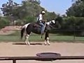 Gaited Homozygous Missouri Foxtrotter Round Pen Video Trail Horse Fox Trotter Mare for Sale | BahVideo.com