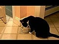 Patisi ile su i en kedi | BahVideo.com