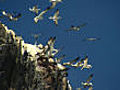 Seabird Serengeti | BahVideo.com