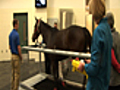 News Equine Center Raises Bar in Horse  | BahVideo.com