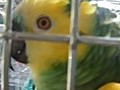 Amazon Bird That Imitates Sounds | BahVideo.com