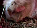 Chubby Guinea pig might she be pregnant  | BahVideo.com
