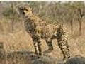 Sexy Cheetah Mating Call | BahVideo.com
