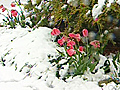 Latest Spring snowfall CTV Calgary Kari Eyles on the snow day in May | BahVideo.com