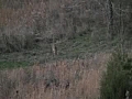 Whitetail deer 2007a | BahVideo.com