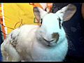 baby rabbits | BahVideo.com