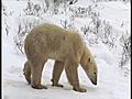 Polar Bears in Churchill - Manitoba Canada | BahVideo.com