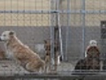 dogs in a cage | BahVideo.com