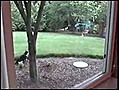 Un chat attaque un lapin | BahVideo.com