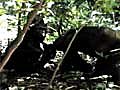 Chimp Invents Back-Scratching Method | BahVideo.com