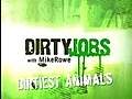 Dirty Jobs 1x17 Special x01 Dirtiest Animals | BahVideo.com