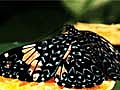 Butterflies Delight in Tropical Winter Wonderland | BahVideo.com