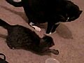 Sabrina Cat Vs Leyla Kitten -- Our Cats Fighting Playing | BahVideo.com