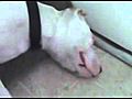 A CUTE puppy sleeping  | BahVideo.com