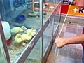 A los patos les molan los yo-y s | BahVideo.com