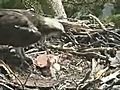 SWT - Loch of the Lowes osprey chicks feeding | BahVideo.com