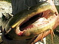 River Monsters Jeremy s First Goonch | BahVideo.com
