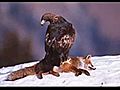 Shqiponja Eagle | BahVideo.com