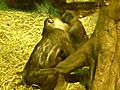 Monkey Love | BahVideo.com