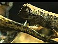 BBC Document Lizard being raped Hilarious  | BahVideo.com
