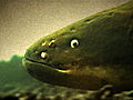 River Monsters How to Catch an Electric Eel | BahVideo.com