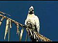 Amazing Birds Cockatoo | BahVideo.com
