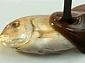 Fish Chocolate | BahVideo.com