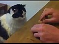 Clever Cat Plays Guessing Game | BahVideo.com