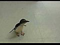 Cute Penguin Tickled | BahVideo.com