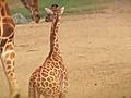 Baby Animals At The Safari Park | BahVideo.com