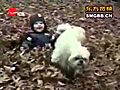 The world amp 39 s most funny dog video | BahVideo.com