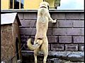 Biggest dog in the World - Kangal playing with  | BahVideo.com