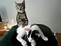 Cats Massage Therapy | BahVideo.com