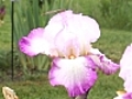 Les caract ristiques des iris | BahVideo.com