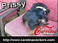 Prissy 1 year old Doxie Cocker | BahVideo.com
