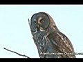 Adventures Of The Very Rare Great Gray Owl | BahVideo.com