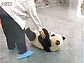 un panda intelligent tente de s echapper | BahVideo.com