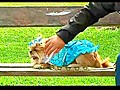 Nice day for a dog wedding | BahVideo.com