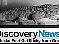 News Gecko Feet Sticky from Gravity | BahVideo.com