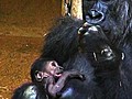 Baby Gorilla Surprise | BahVideo.com