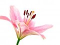 Time-lapse Of Opening Pink Lily 8b Isolated On White Stock Footage | BahVideo.com