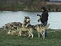 How to Photograph Wolves at Wolf Park | BahVideo.com