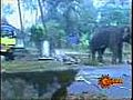 Avenging Elephant | BahVideo.com