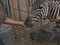 Safaris Exotic Wildlife Sanctuary Broken Arrow | BahVideo.com