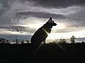 German Shepherd | BahVideo.com