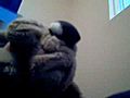 funny dog  | BahVideo.com