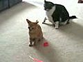 Kitten Goes Crazy | BahVideo.com