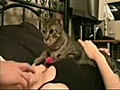 kedi kad n elletmiyor | BahVideo.com