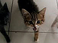Noisy Kittens Want Dinner | BahVideo.com